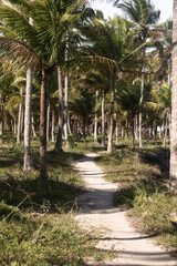 Obraz premium palm trees in the park