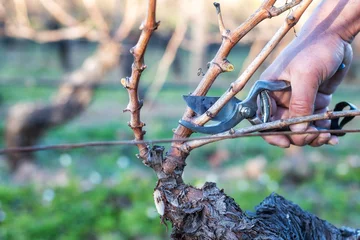 Photo sur Plexiglas Vignoble Close-up of a vine grower hand. Prune the vineyard with professional steel scissors. Traditional agriculture. Winter pruning, Guyot method.