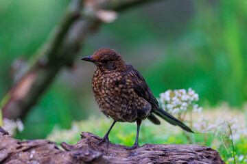 Tree branch with Female common blackbird in winter plumage