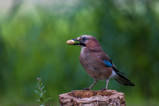 Eurasian Jay foraging in the forest