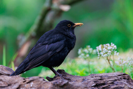Close up of male blackbird on tree branch