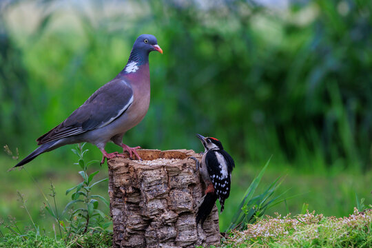 Wood Pigeon and Great Spotted Woodpecker on tree trunk