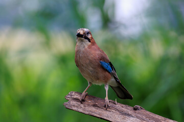 Eurasian Jay on a tree branch