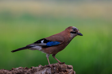 Side view of Eurasian Jay on tree trunk