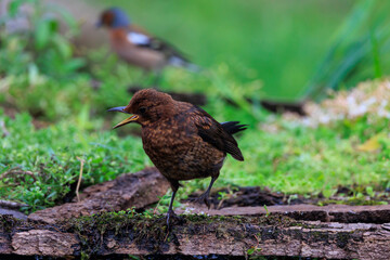 Female common blackbird winter plumage with open beak