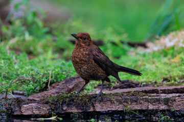 Female common blackbird winter plumage
