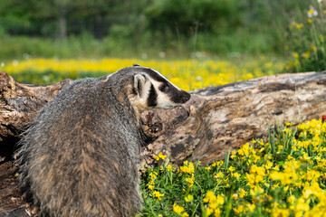 North American Badger (Taxidea taxus) Cub Turns in Front of Log in Flowers Summer