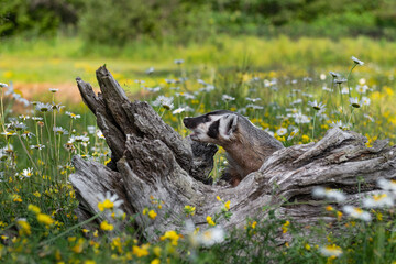 North American Badger (Taxidea taxus) Cub Calls Out to Left in Log Summer
