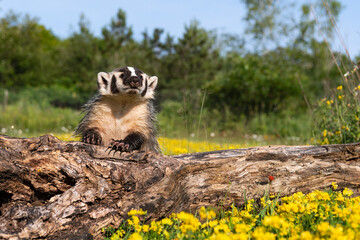 North American Badger (Taxidea taxus) Cub Poses Atop Log in Flowers Summer