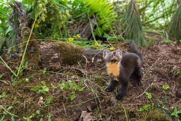American Pine Marten (Martes americana) Kit  Looks Up From Ground Summer