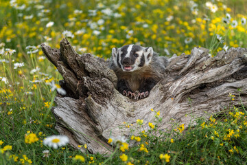 North American Badger (Taxidea taxus) Cub Nestled in Log Mouth Open Summer