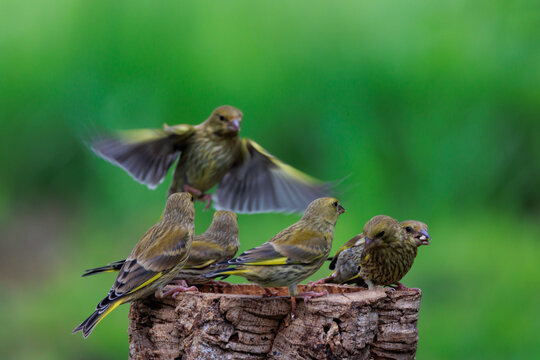 Family of European greenfinch feeding in green landscape