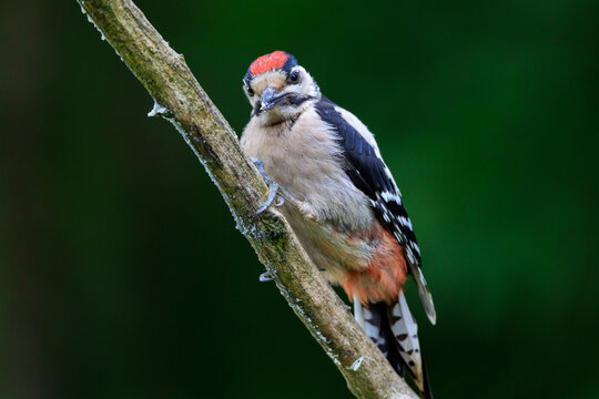 Great Spotted Woodpecker on a tree branch