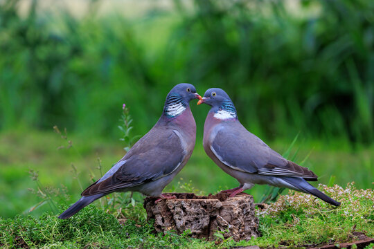 Couple of Wood pigeons on tree trunk