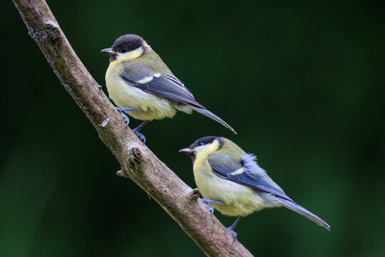 Great Tit Couple on a tree branch