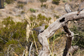 Mourning Doves perched on dead wood