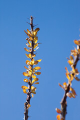 Yellow desert flowers