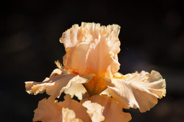 Fototapeta na wymiar Orange bearded Iris