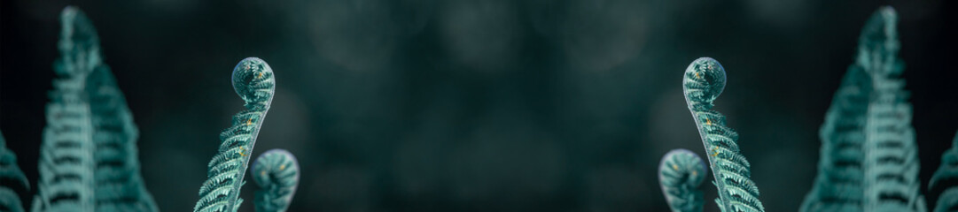 Panorama beautiful ferns leaves green foliage.