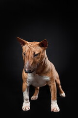 Portrait of cute puppy female dog of miniature bull terrier breed of red color standing isolated on black background. Front view