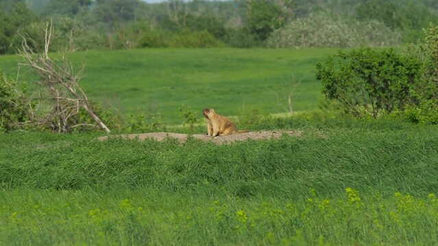 Bobak marmot (Marmota bobak) sits near its hole