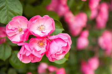 Naklejka na ściany i meble Cluster of pink roses on bush in South Korea