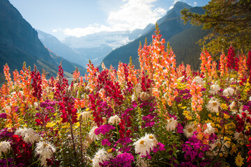 Tall colorful wild flowers in front of mountain range outlook in Banff National Park Canada - Powered by Adobe