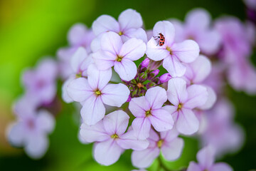 Spotted Lady Beetle on cluster of purple flowers