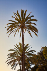 Palm trees in backlight