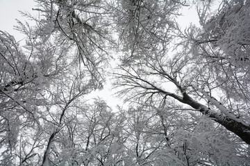 Looking up at snow covered trees