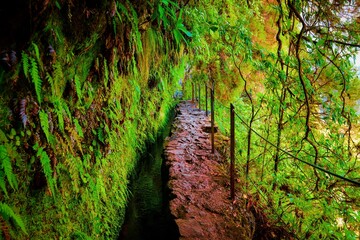 landscape forest from madeira island portugal 