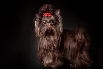 Beautiful Yorkshire terrier dog with long hair of dark brown chocolate color and funny face...