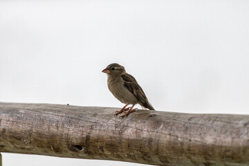brown sparrow perched on a trunk