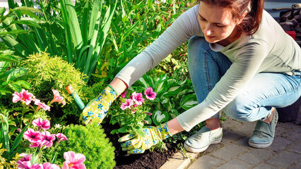 A landscape designer plants flower seedlings with hand trowel in a flower garden. Garden and...