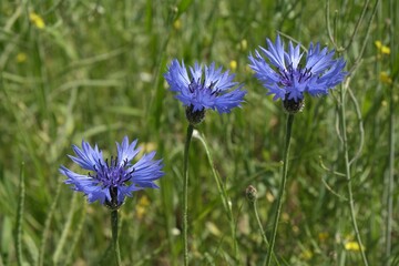 Close up of group of purple flowers of Centaurea cyanus, commonly known as cornflower or bachelor's button on green field. Ti is medicinal, ornamental and honey plant.