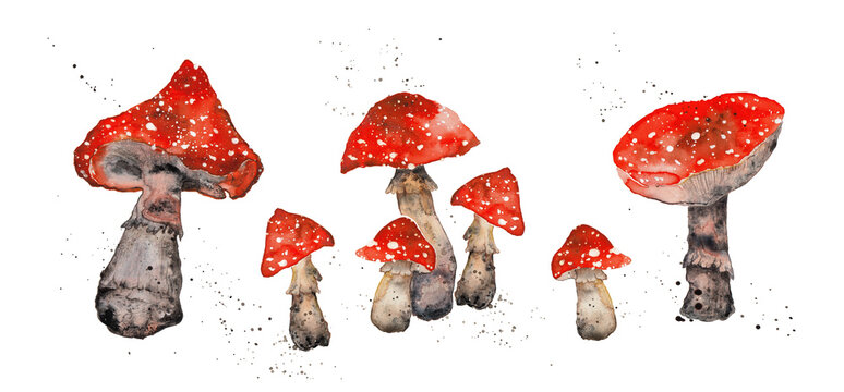 Fly agaric watercolor illustration, amanita mushrooms Isolated on white background