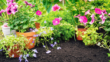 Petunias and lobelias stand in pots against a background of black soil. Planting potted plants in a flower garden. Blooming garden flowers banner with copy space. Garden work in spring season.