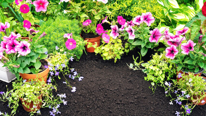 Garden banner with copy space. Blooming potted plants on black soil background. Planting flowering seedlings of petunia and lobelia in a flower bed.  Garden and landscaping work in the spring.