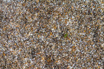 Broken Sea Shells on Beach as Background
