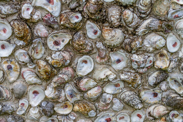 Colorful Oyster Shells