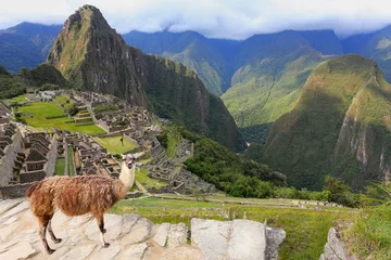 Crédence de cuisine en verre imprimé Machu Picchu Llama standing at Machu Picchu overlook in Peru