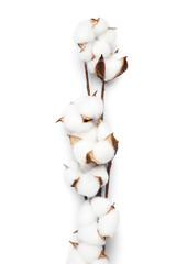 Branches of beautiful cotton flowers on white background