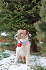 Portrait of cute dog of parson russell terrier breed near green fir tree at winter nature holding red christmas tree toy