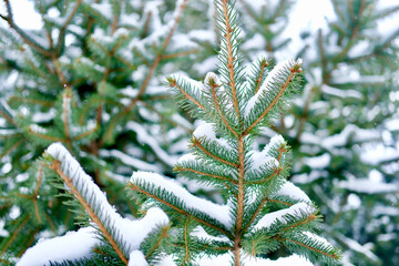 Winter background, close up of frosted green pine spruce branch on a snowing day with copy space. High quality horizontal photo