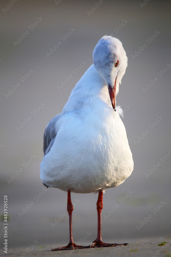 Canvas Prints grey-headed gull on a beach in paracas bay, peru