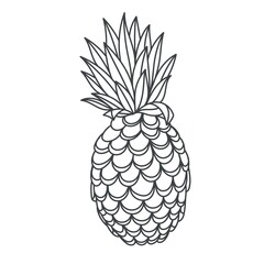 Outline pineapple vector illustration. Linear tropical fruit