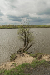 Zmęczone drzewo na brzegu rzeki 1