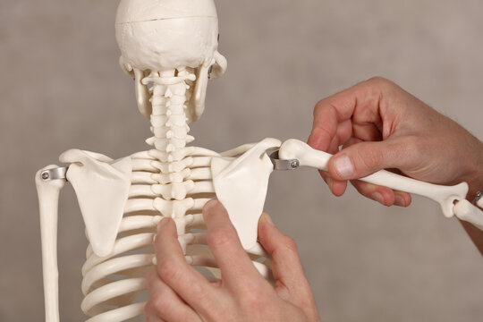 Shoulder joint injury recovery concept. Doctor explains causes of back pain to Patient