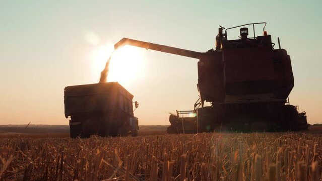 Wheat harvest concept. Combine loading wheat grain in truck at sunset time. Combine harvesting golden ripe wheat field pours grain of crop tractor on agricultural field at sunset. Slow motion.