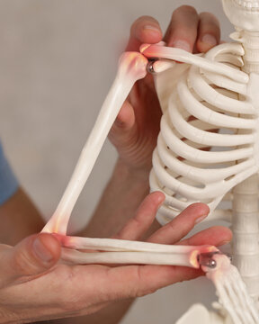 Arthritis , joint pain concept. Doctor and skeleton model close up